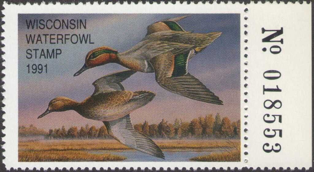 Green-winged teal (Anas carolinensis)