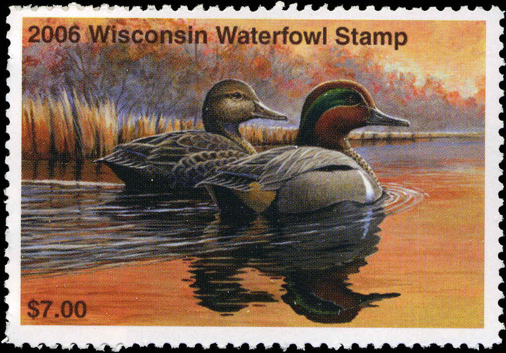 Green-winged teal (Anas carolinensis)
