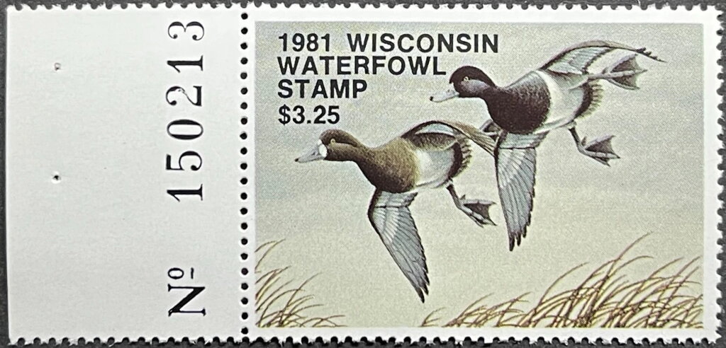 Lesser scaup (Aythya affinis)