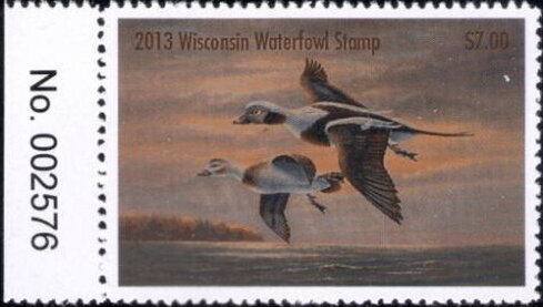 Long-tailed duck (Clangula hyemalis)