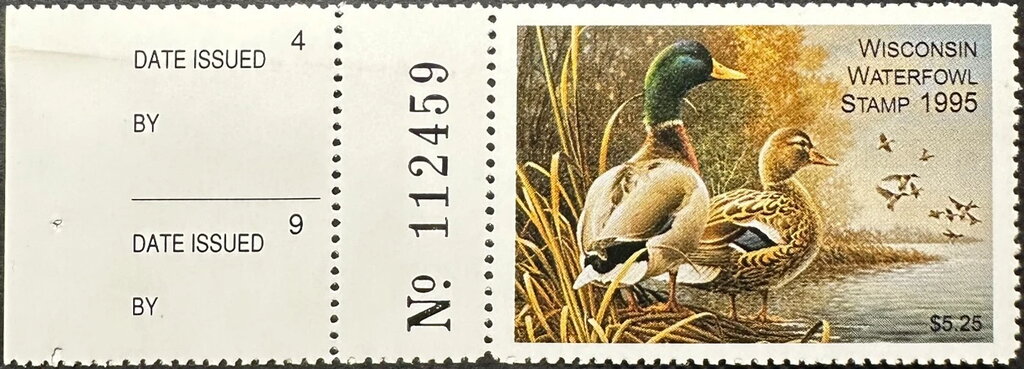 Mallard (Anas platyrhynchos)