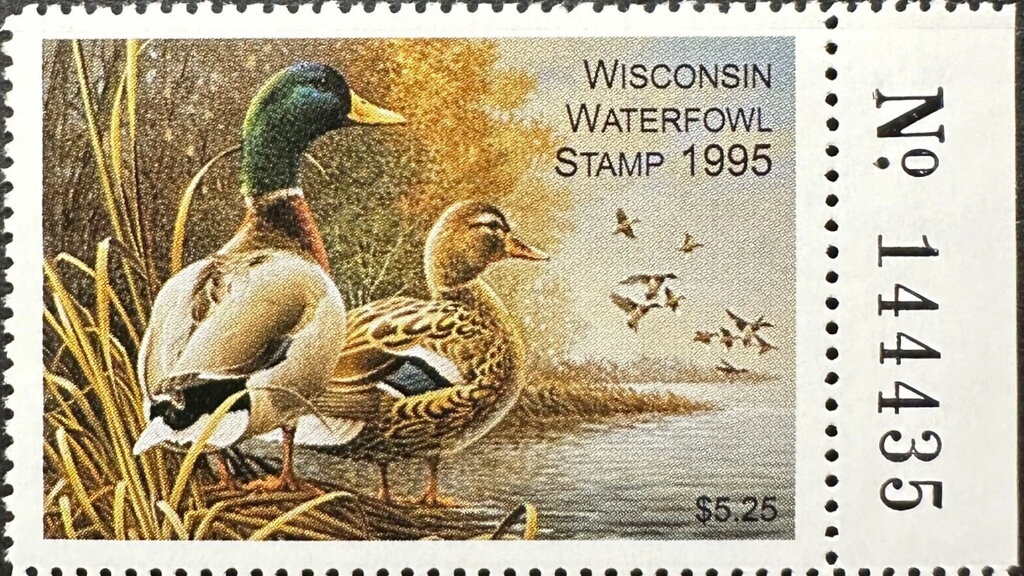 Mallard (Anas platyrhynchos)