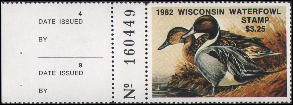 Northern pintail (Anas acuta)