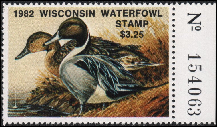 Northern pintail (Anas acuta)