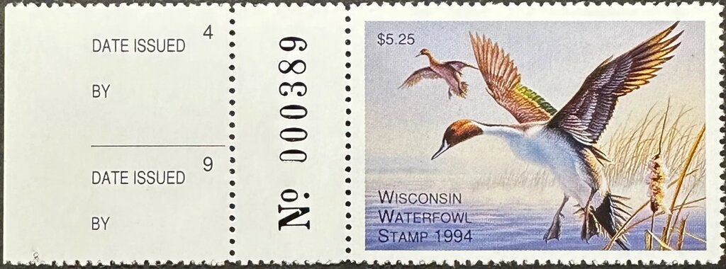 Northern pintail (Anas acuta)