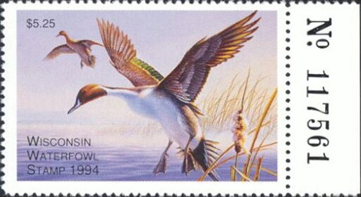 Northern pintail (Anas acuta)
