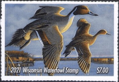 Northern pintail (Anas acuta)