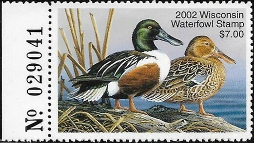 Northern shoveler (Spatula clypeata)
