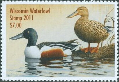 Northern shoveler (Spatula clypeata)