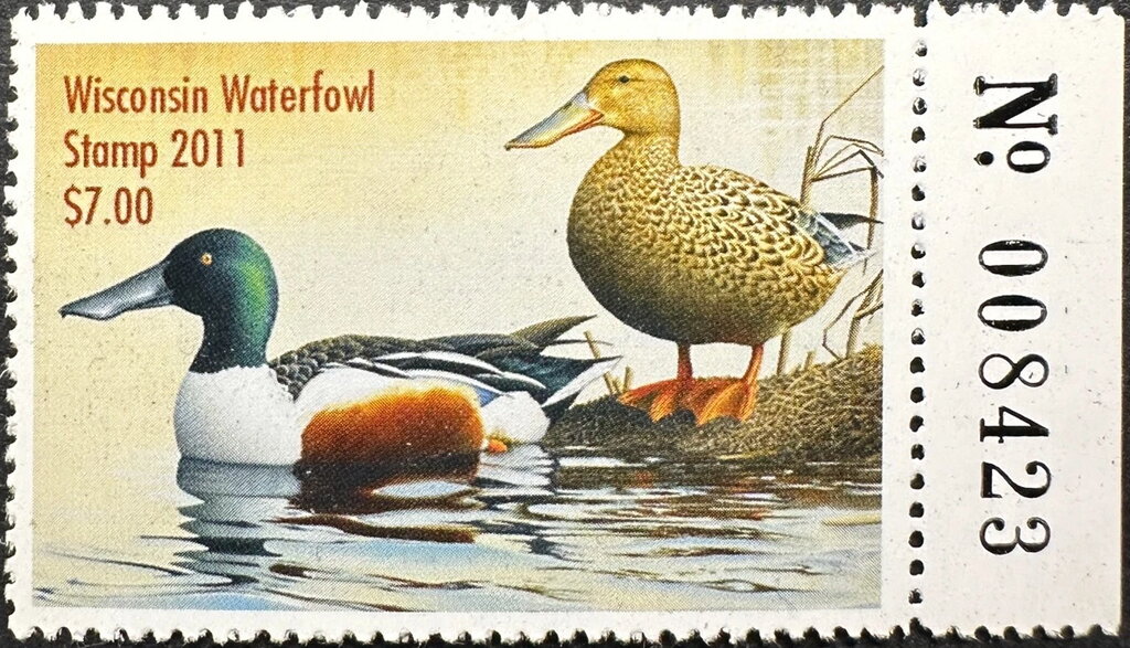 Northern shoveler (Spatula clypeata)