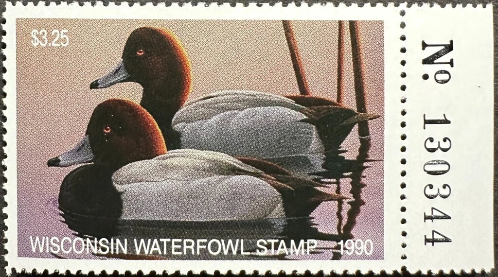 Redhead (Aythya americana)