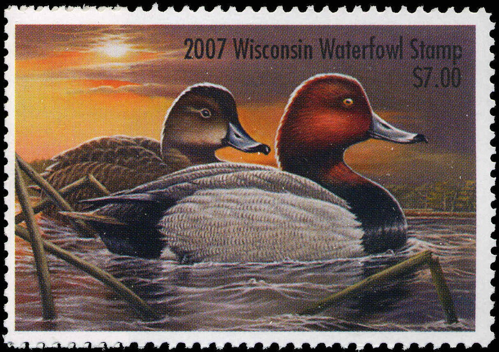 Redhead (Aythya americana)