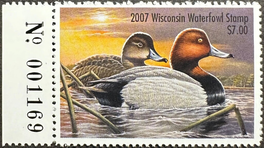 Redhead (Aythya americana)