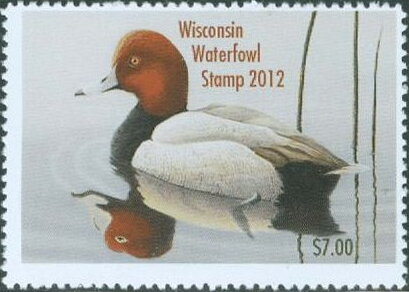 Redhead (Aythya americana)