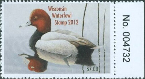Redhead (Aythya americana)