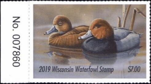 Redhead (Aythya americana)