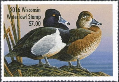 Ring-necked duck (Aythya collaris)