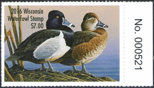 Ring-necked duck (Aythya collaris)
