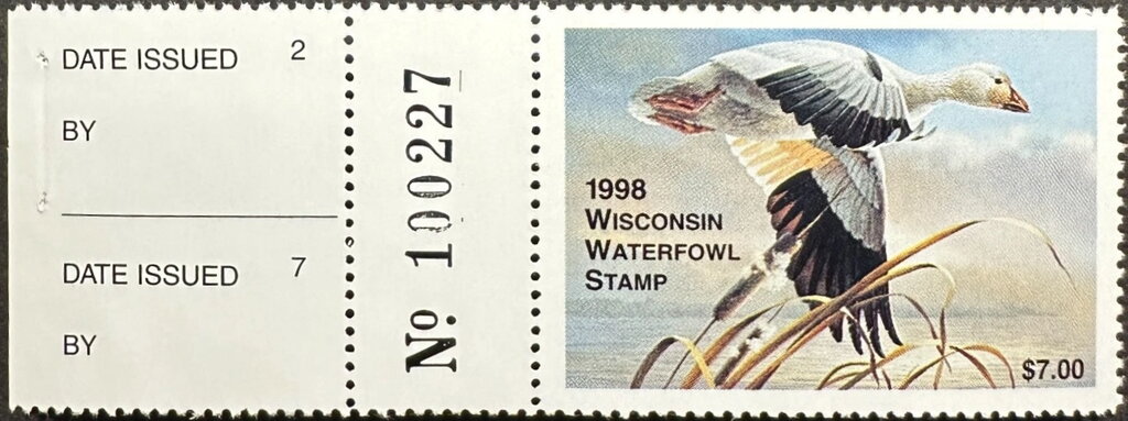 Snow goose (Anser caerulescens)