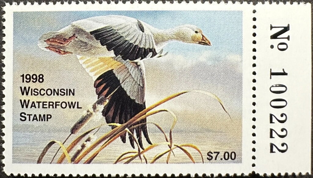 Snow goose (Anser caerulescens)