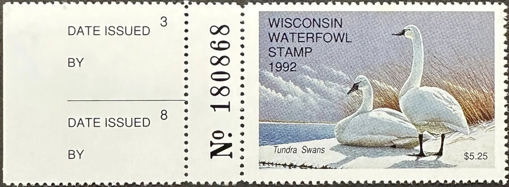 Tundra swan (Cygnus bewickii)