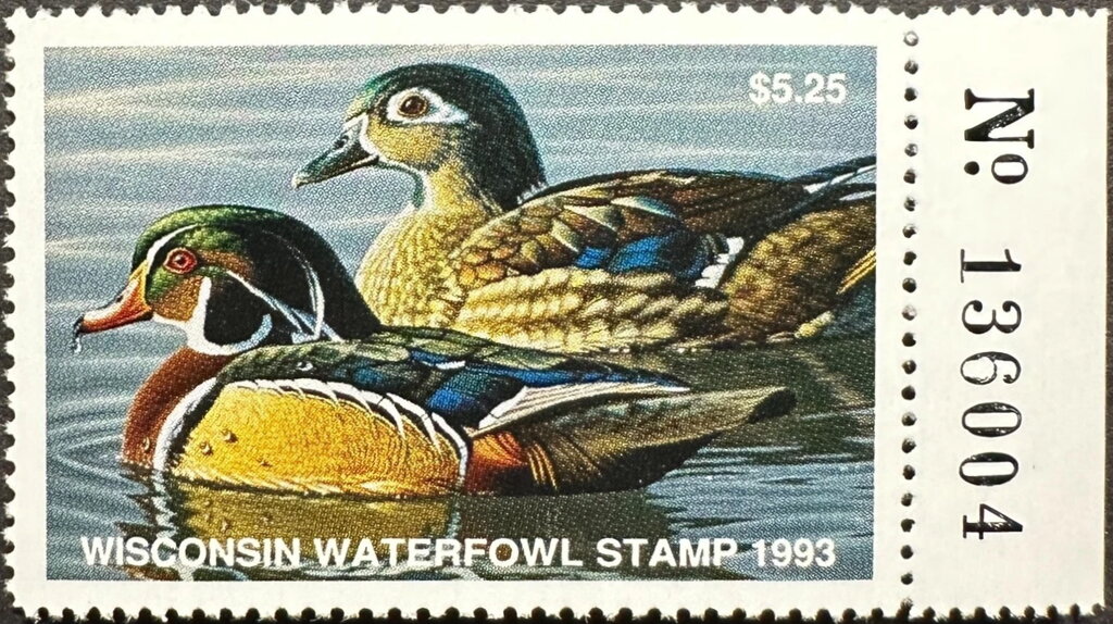Wood duck (Aix sponsa)