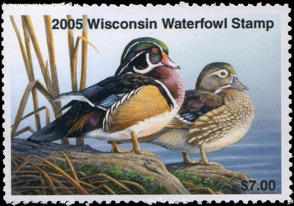 Wood duck (Aix sponsa)