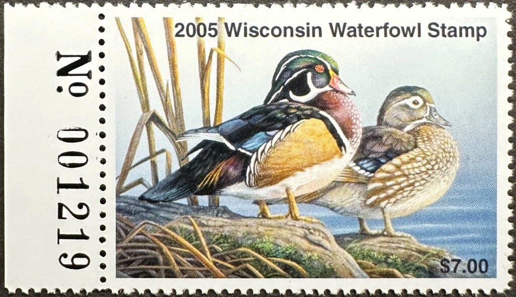 Wood duck (Aix sponsa)