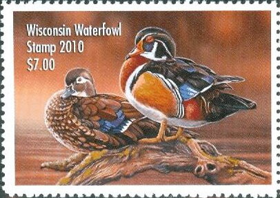 Wood duck (Aix sponsa)
