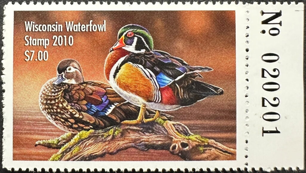 Wood duck (Aix sponsa)
