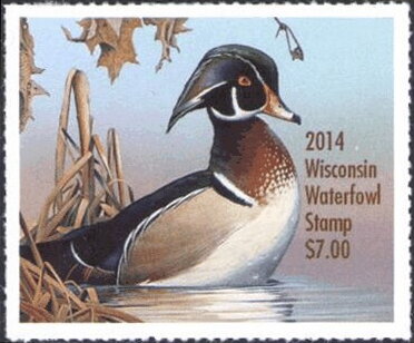 Wood duck (Aix sponsa)