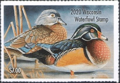 Stamp, Wood duck (Aix sponsa), Wisconsin (WI),  , Animals (Fauna), Birds, Ducks, Hunting