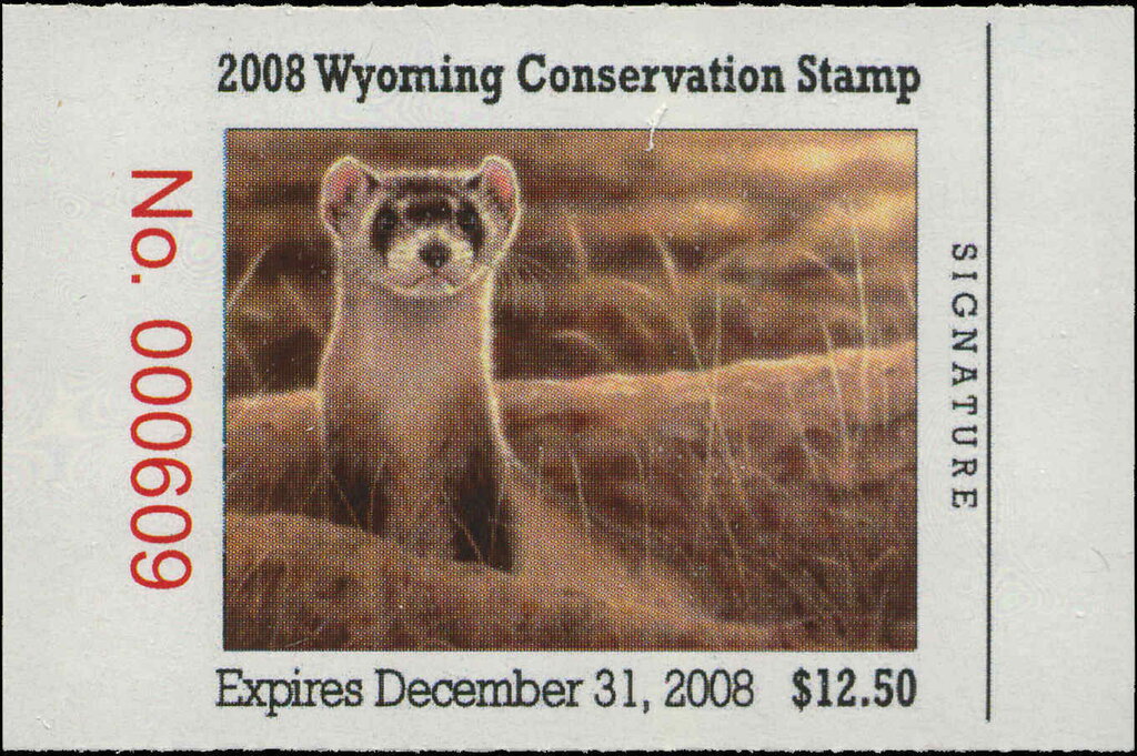 Black-footed ferret (Mustela nigripes)