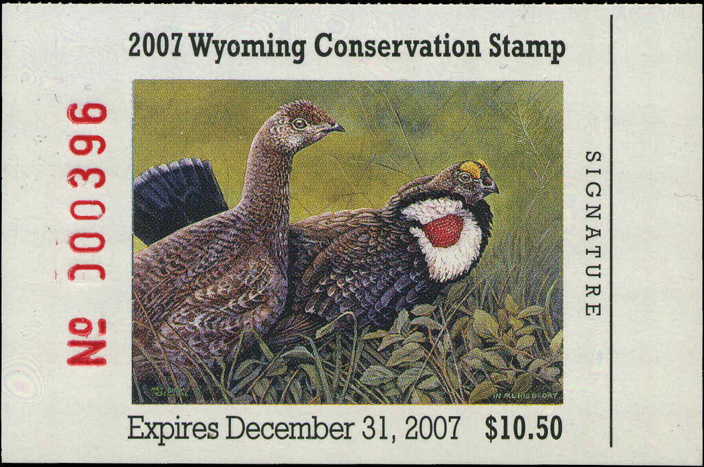 Blue grouse (Dendragapus)