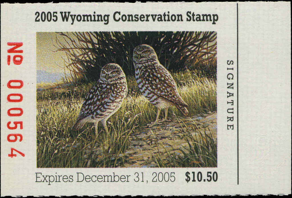 Burrowing owl (Athene cunicularia)