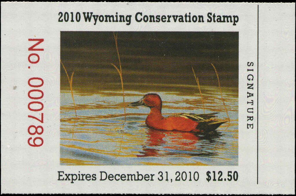 Cinnamon teal (Spatula cyanoptera)