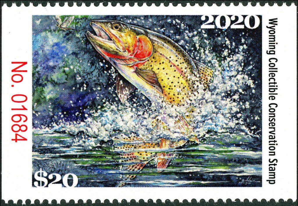 Cutthroat trout (Oncorhynchus clarkii clade)