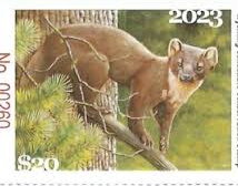 Pacific marten (Martes caurina)