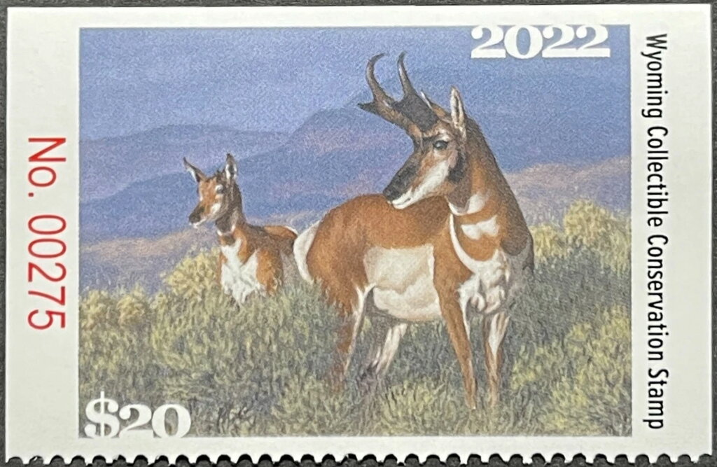 Pronghorn (Antilocapra americana)