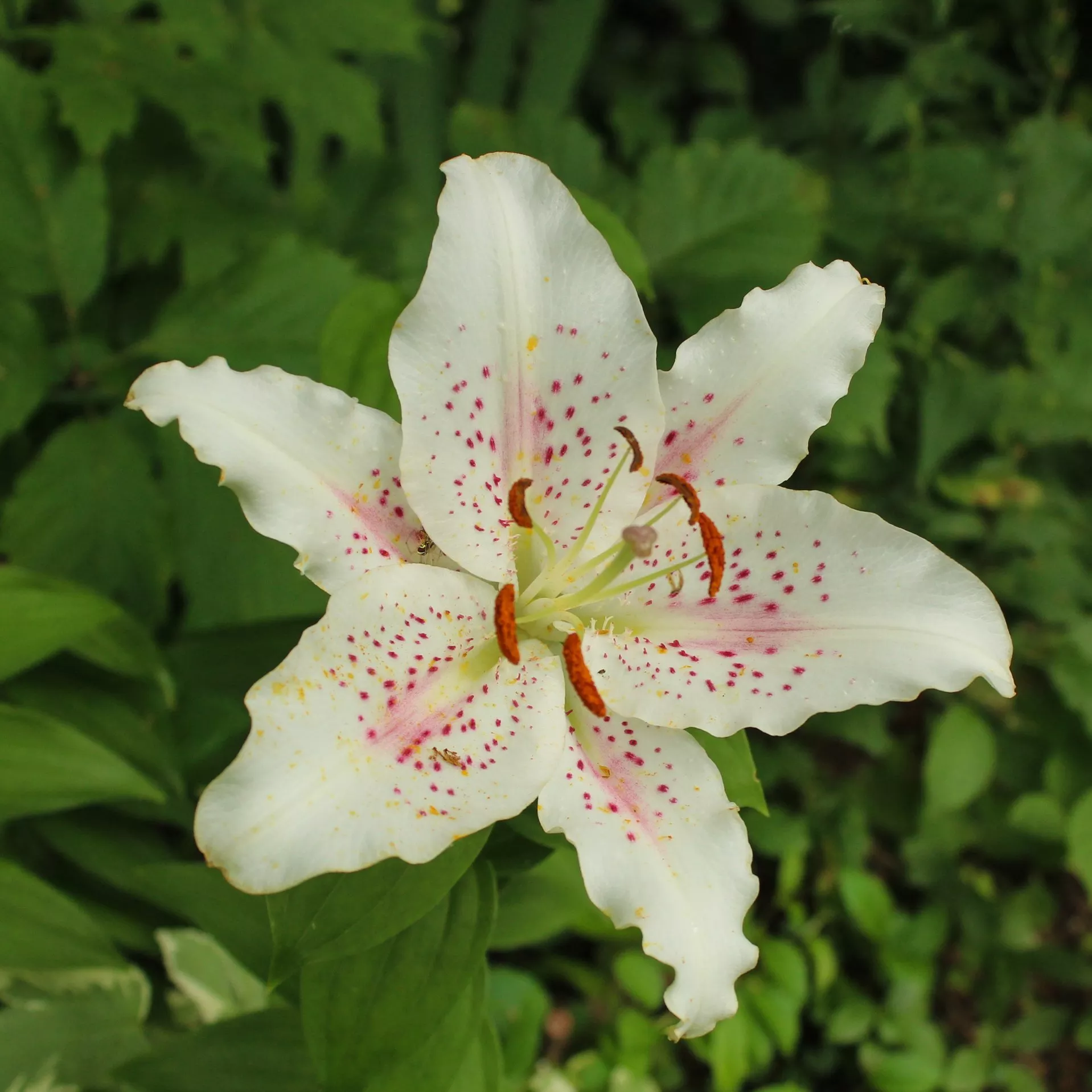Lilies (Flower)