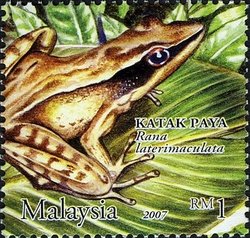 Masked Rough-sided Frog (Pulchrana laterimaculata)