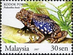 Common Tree Toad (Pedostibes hosii) 