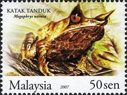 Malayan Horned Frog (Megophrys nasuta) 