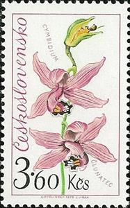 Stamp, Cymbidium, Czechoslovakia,  , Flowers, Orchids, Plants (Flora)