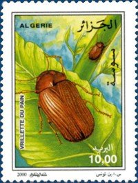Drugstore Beetle (Stegobium paniceum)