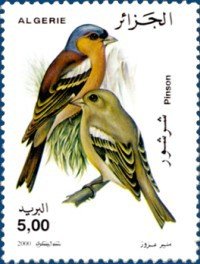 Common Chaffinch (Fringilla coelebs)