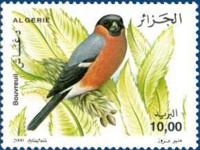 Eurasian Bullfinch (Pyrrhula pyrrhula)