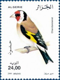 European Goldfinch (Carduelis carduelis)