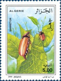 Stamp, May Bug or Cockchafer (Melolontha melolontha), Algeria,  , Insects, Animals (Fauna)