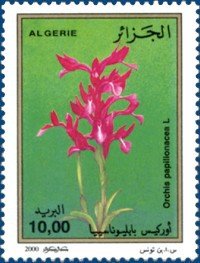 Anacamptis papilionacea  (syn.Orchis papilionacea)